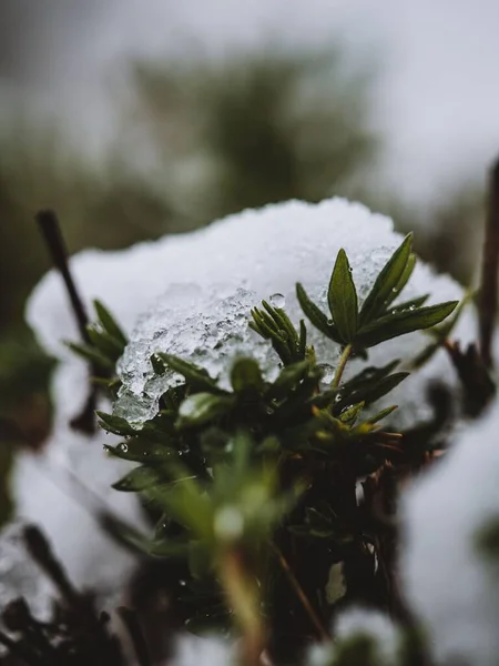 雪に覆われた植物の垂直ショット — ストック写真