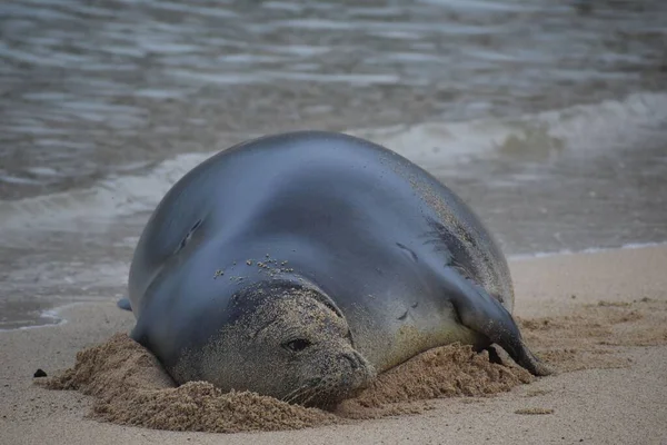 一只海豹躺在沙滩上 — 图库照片