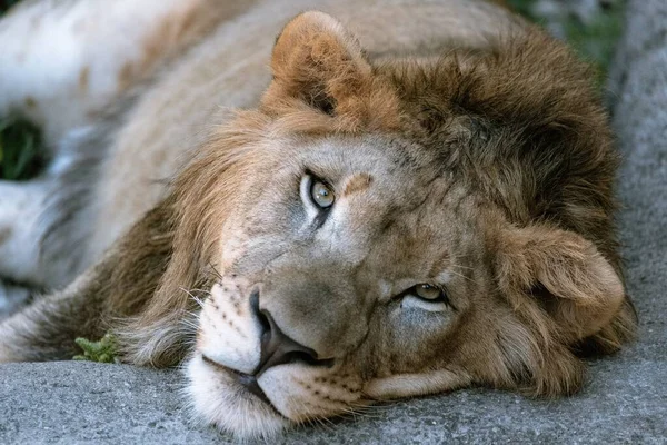 Großaufnahme Eines Löwenjungen Zoo — Stockfoto