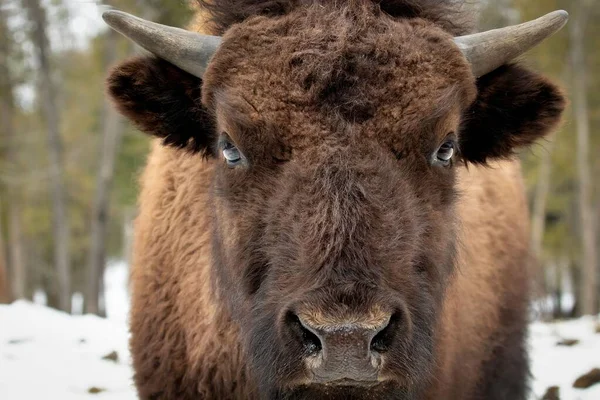 Amerikan Bizonunun Bizon Bizonu Bir Kış Ormanında Yakın Plan Çekimi — Stok fotoğraf