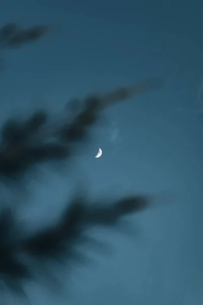 Pionowy Półksiężyc Ciemnym Niebie Przez Sylwetki Liści — Zdjęcie stockowe