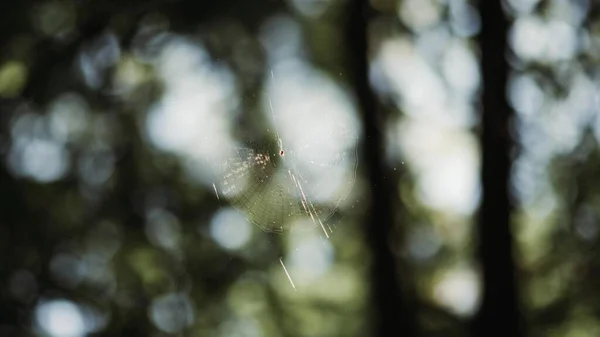 거미집의 — 스톡 사진