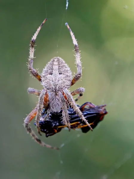 Μια Κάθετη Λήψη Μιας Αράχνης Στον Ιστό — Φωτογραφία Αρχείου