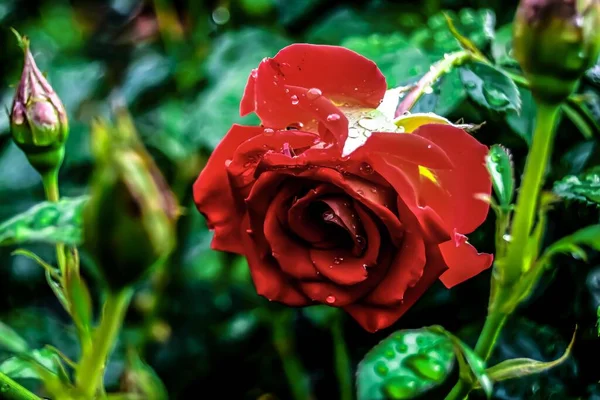 Piękne Zbliżenie Leonidas Róża Ogrodzie — Zdjęcie stockowe