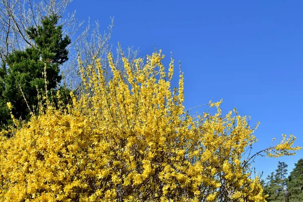 Sarı Yakın Çekim Mavi Arkaplanlı Forsythia Çiçekleri — Stok fotoğraf