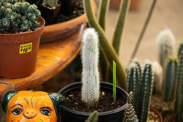 Fehér Kaktusz Egy Növényházban — Stock Fotó