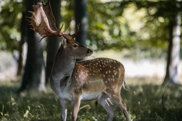 一头成年红鹿警觉地观察着森林中的周围环境 — 图库照片