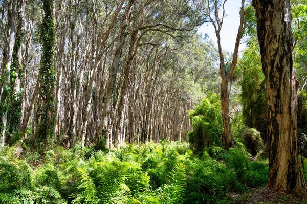 Les Vysokými Stromy Kapradinami Slunečného Dne Střední Queensland Austrálie — Stock fotografie
