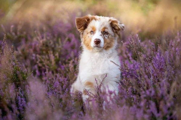 Een Australische Herder Puppy Rustend Een Lavendelveld Wazige Achtergrond — Stockfoto