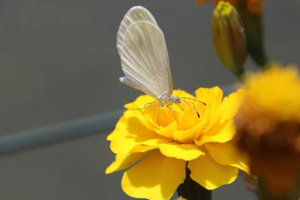 Έντομα Ένα Κίτρινο Λουλούδι Bokeh Αποτέλεσμα — Φωτογραφία Αρχείου