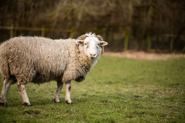 Овца Поле Смотрит Камеру — стоковое фото