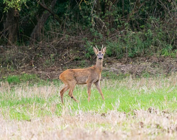 カメラをまっすぐに見ているイクラの鹿の美しいクローズアップ — ストック写真