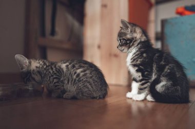 Sevimli bir kedi yavrusu sırada beklerken diğeriyle yemek yiyor..