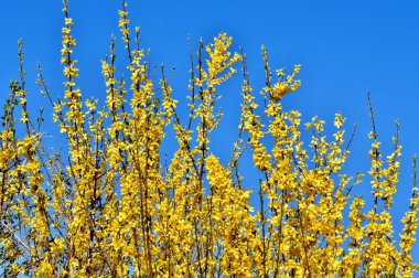 Sarı yakın çekim. Mavi arkaplanlı Forsythia çiçekleri.