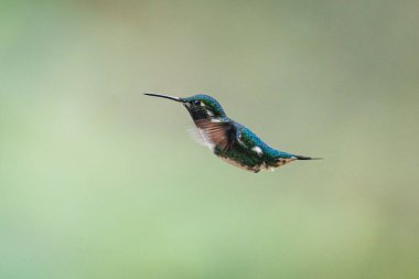 Uçuşun ortasında Gorgeted ahşap yıldızı