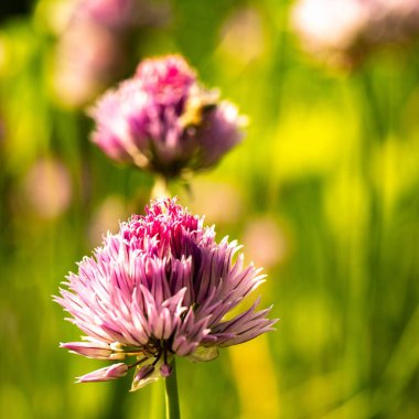 Bahçedeki mor çiçeğin yakın çekimi.