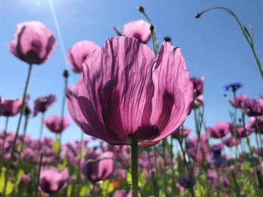 Çiçek açan pembe lalenin yakın çekimi.