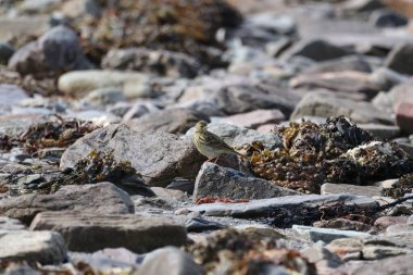 Bir ağaçkakan kuşu kayaya tünedi.