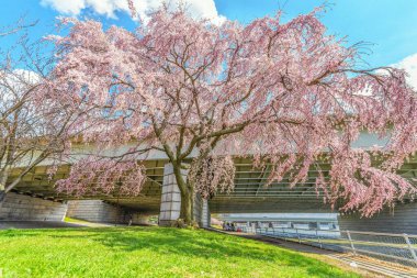 Parktaki çiçek açan sakura ağaçları.