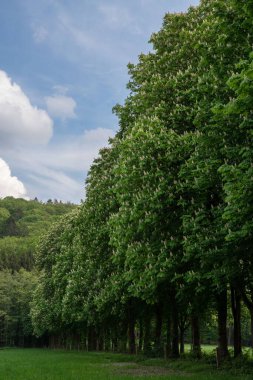Odenthal, Bergisches Land, Almanya yakınlarındaki ağaçlık bir patikanın dikey çekimi