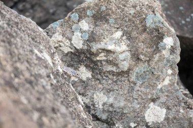 Kayaların arasında saklanan bir kertenkeleye yakın çekim. Kertenkele kamuflajı.