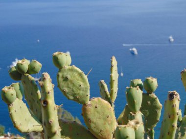 İtalya 'nın Sicilya bölgesindeki Kaktüs' ün yakın çekim seçici odağı