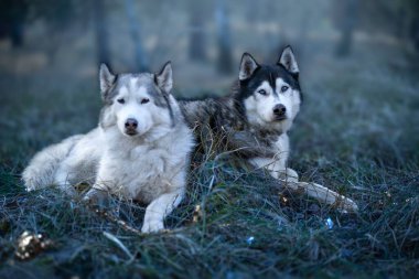 Çimlerin üzerinde iki siyah ve beyaz köpek yavrusunun seçici odağı