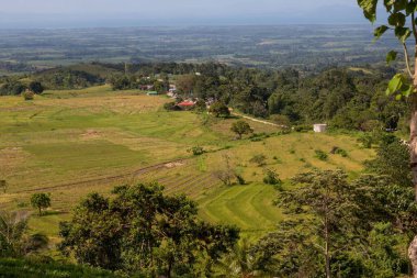 Yeşil bir tarlanın büyüleyici görüntüsü ve arka plandaki orman.