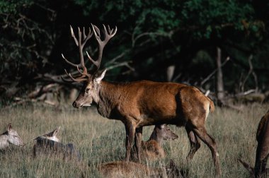 Parkta uzun boynuzları olan güzel kahverengi bir geyik.