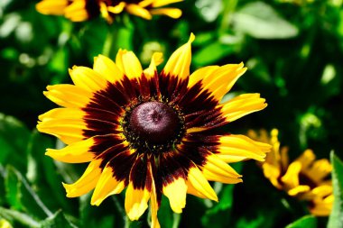 Denver Daisy 'nin (Rudbeckia hirta)