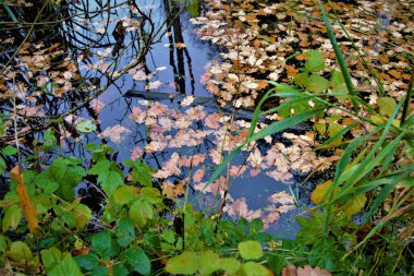 Ormandaki bir gölette sonbahar yapraklarının yakın çekimi.