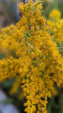 Solidago kanadensis çiçeklerinin dikey çekimi