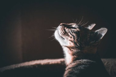 Bir tekir kedinin yakından çekilmiş fotoğrafı..