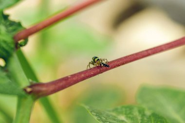 Bir sapın üzerinde Cosmophasis 'in yakın plan çekimi.