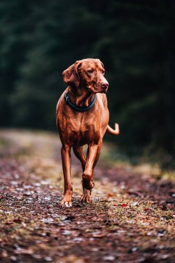 Bir Vizsla 'nın güzel bir yakın çekimi