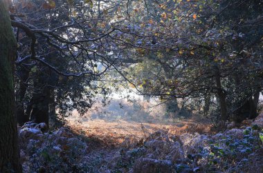 Sutton Park, Birmingham, İngiltere 'de ağaçların ve yapraksız dalların manzaralı bir görüntüsü.