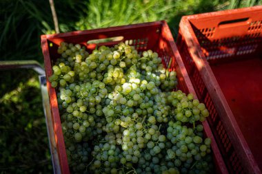 Hasat edilen üzümlerin yakın plan çekimi.