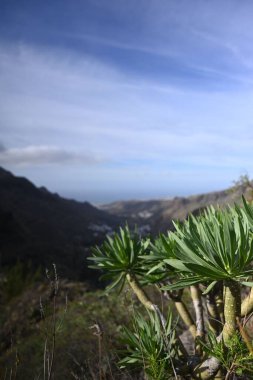 Yeşil Euphorbia atropurpurea bitkisi bir dağ sırasının arka planında