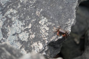 Gri bir kayanın üzerindeki yengecin yakın çekimi