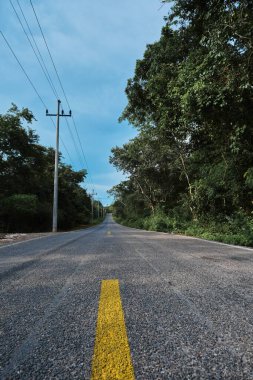 Ormanda boş bir yolun güzel bir görüntüsü.