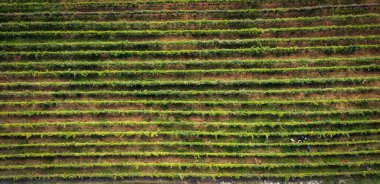 Tarım arazisi üzerinde bir hava manzarası
