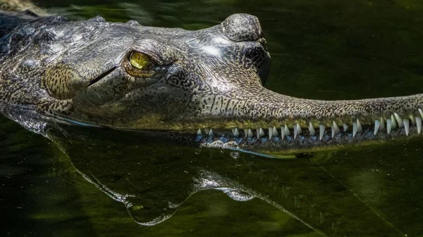 Gros Plan Crocodile Gharial Indien Danger Critique Dans Zoo Los — Photo
