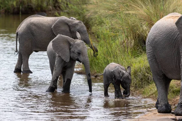 Uma Manada Elefantes Rio Deserto Marataba África Sul — Fotografia de Stock