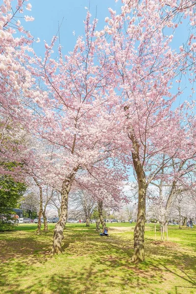 Los Árboles Sakura Florecientes Parque — Foto de Stock