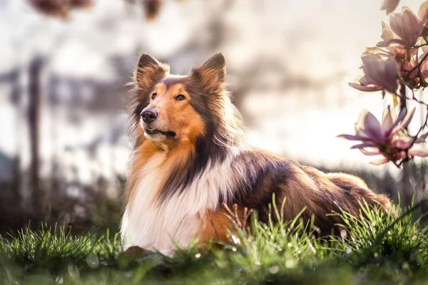Selective Focus Rough Collie Dog Pink Blossoms — Stock Photo, Image