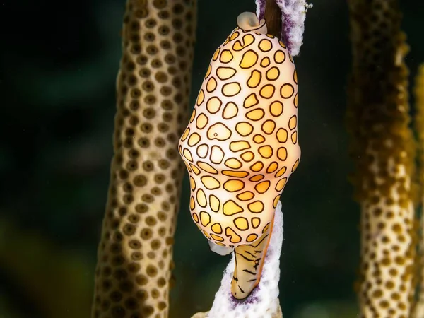 枝の上のフラミンゴの舌の爪の閉鎖 — ストック写真