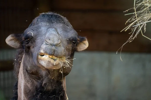 Крупный План Бактрийского Верблюда Жующего Траву Размытом Фоне — стоковое фото