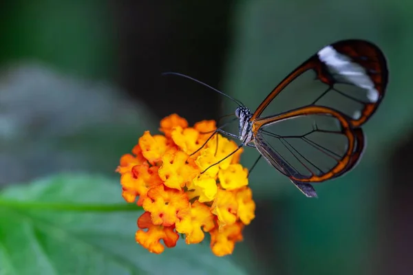 Glasswing Butterfly Feeding Nectar West Indian Lantana Flower Garden Blur — Stock Photo, Image