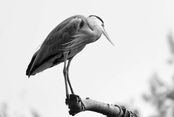 Beautiful Grayscale View Grey Heron Perched Branch — Stock Photo, Image
