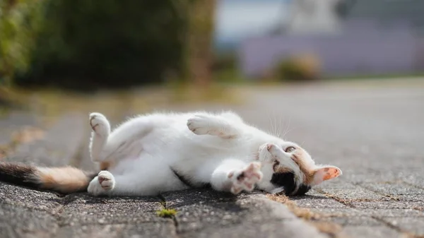 Кошка Карими Глазами Лежит Спине — стоковое фото